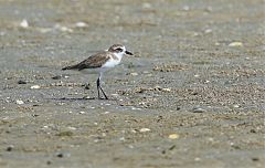 Greater Sand-Plover